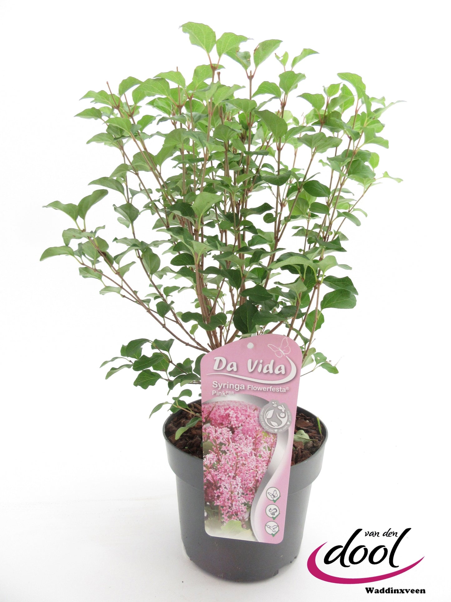 Syringa Meyeri mix 40cm 19cm Pot
