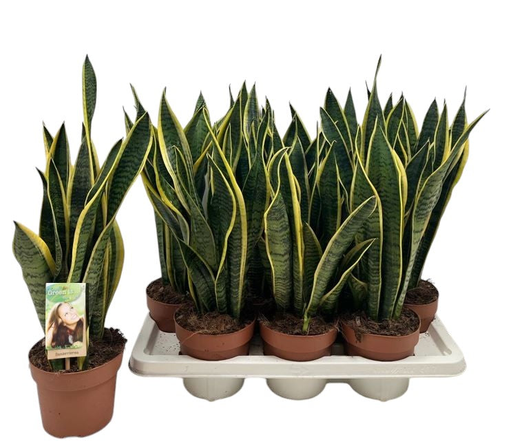 Vireo-Hedera plant BV Sansevieria Laurentii Pack of 7