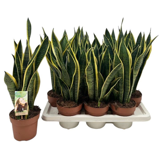 Vireo-Hedera plant BV Sansevieria Laurentii Pack of 7