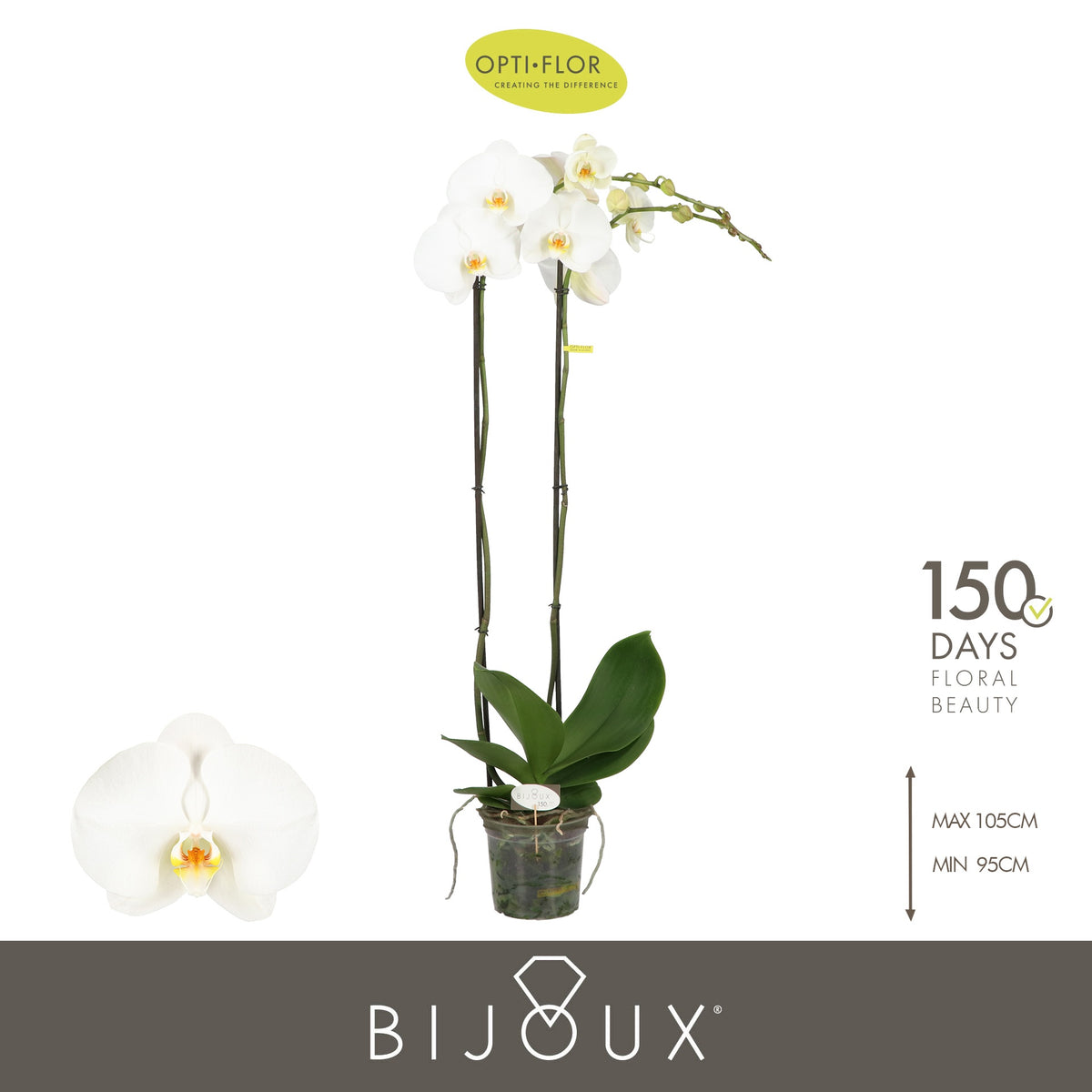 Phalaenopsis Diamond 100cm 15cm Pot