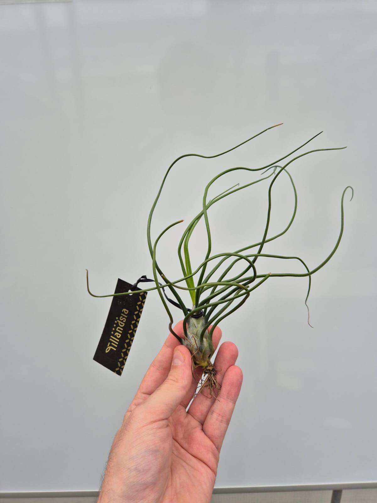 Tillandsia ionantha 20cm 18cm Pot