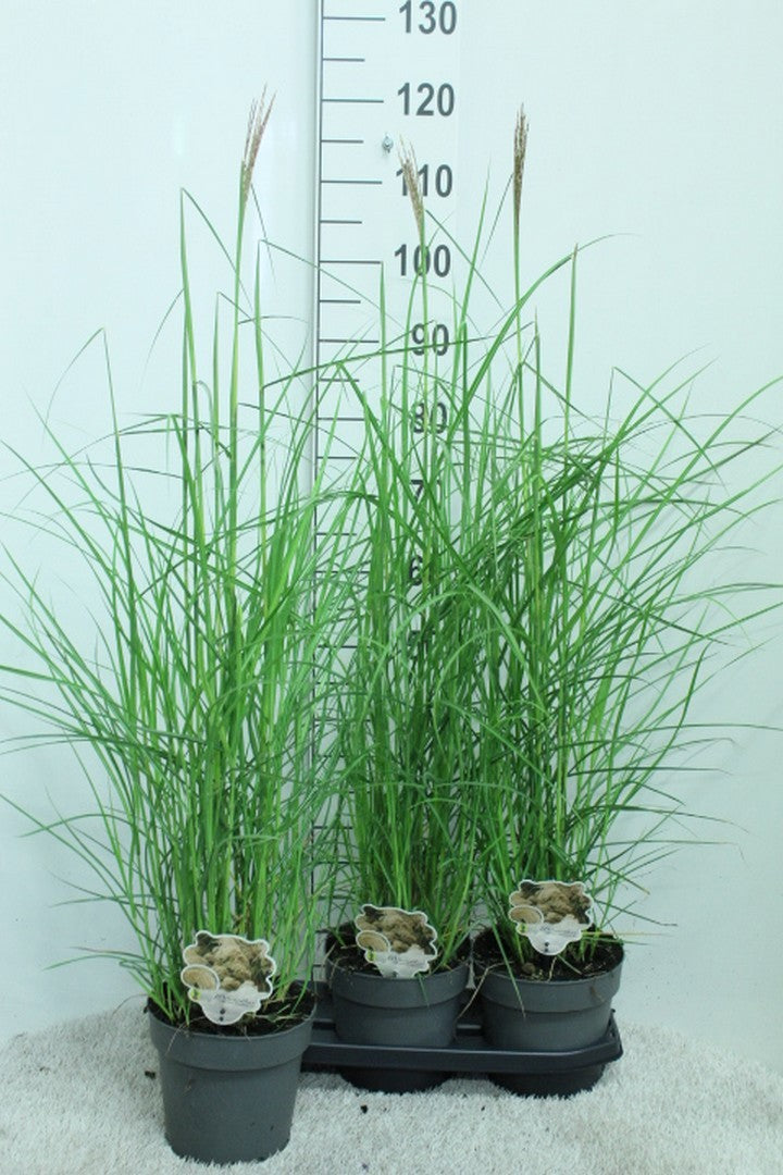 Miscanthus sinensis Ferner Osten 110cm 19cm Pot