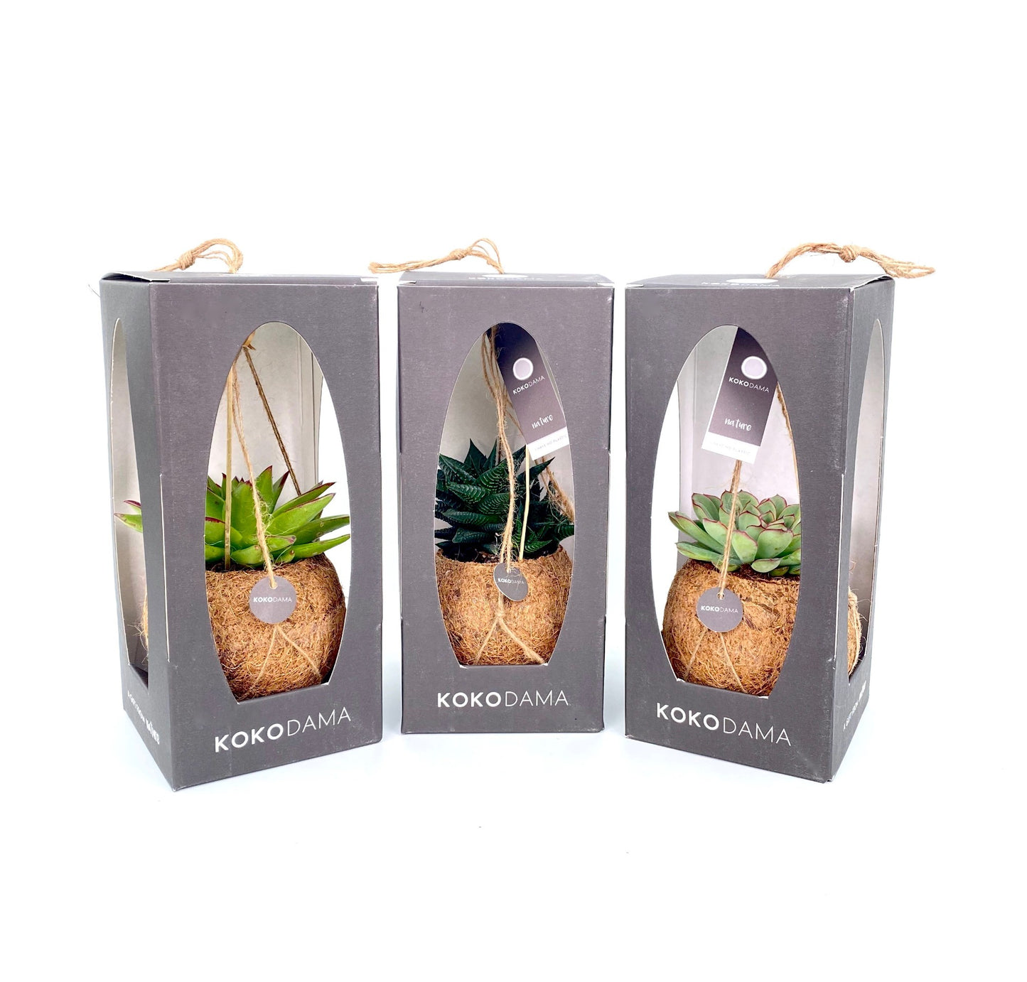 Kokodama Succulent mix 22cm 12cm Pot