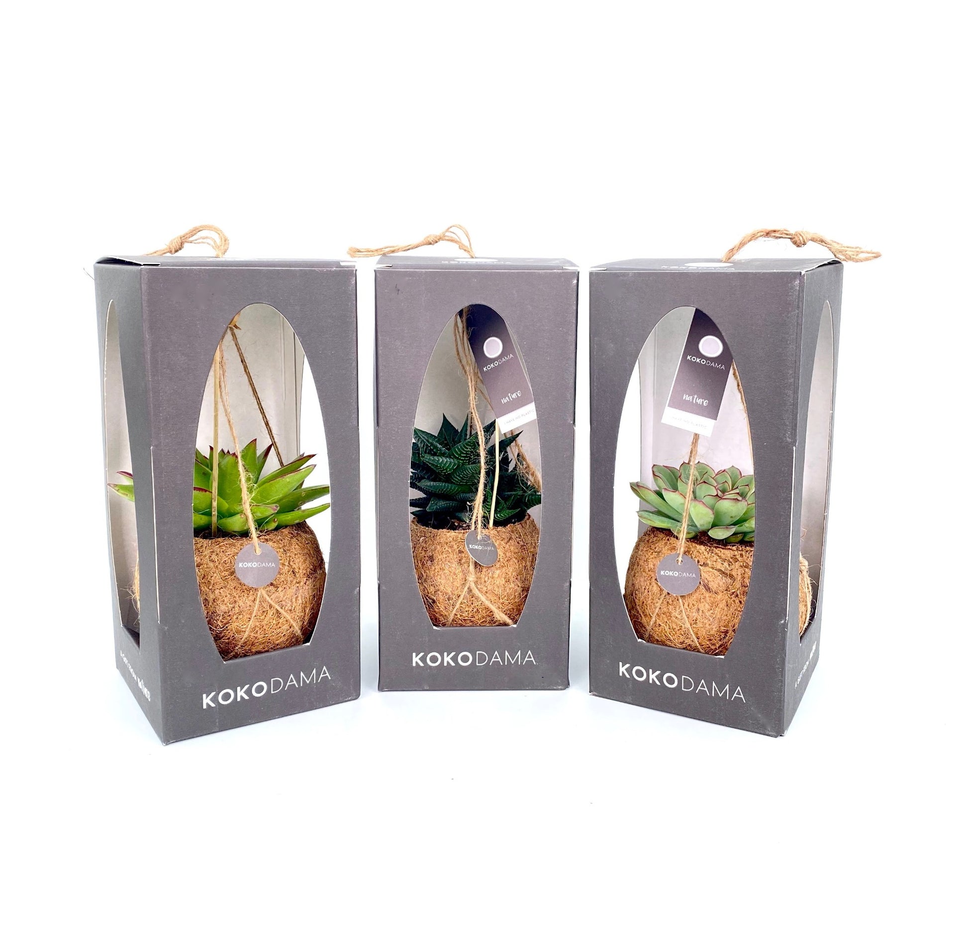 Kokodama Succulent mix 22cm 12cm Pot