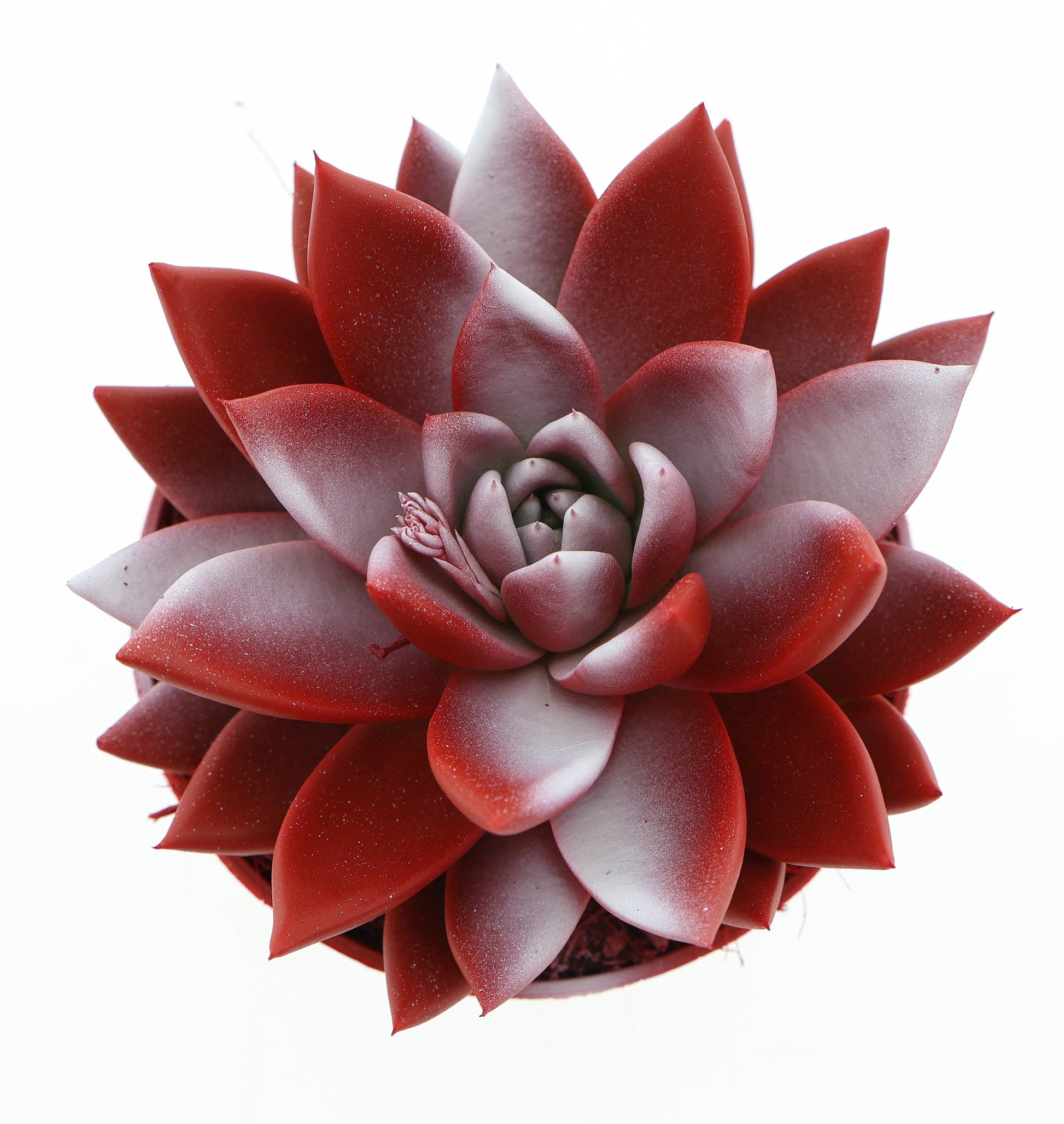 Rainbow Switzerland 12cm 510cm Pot