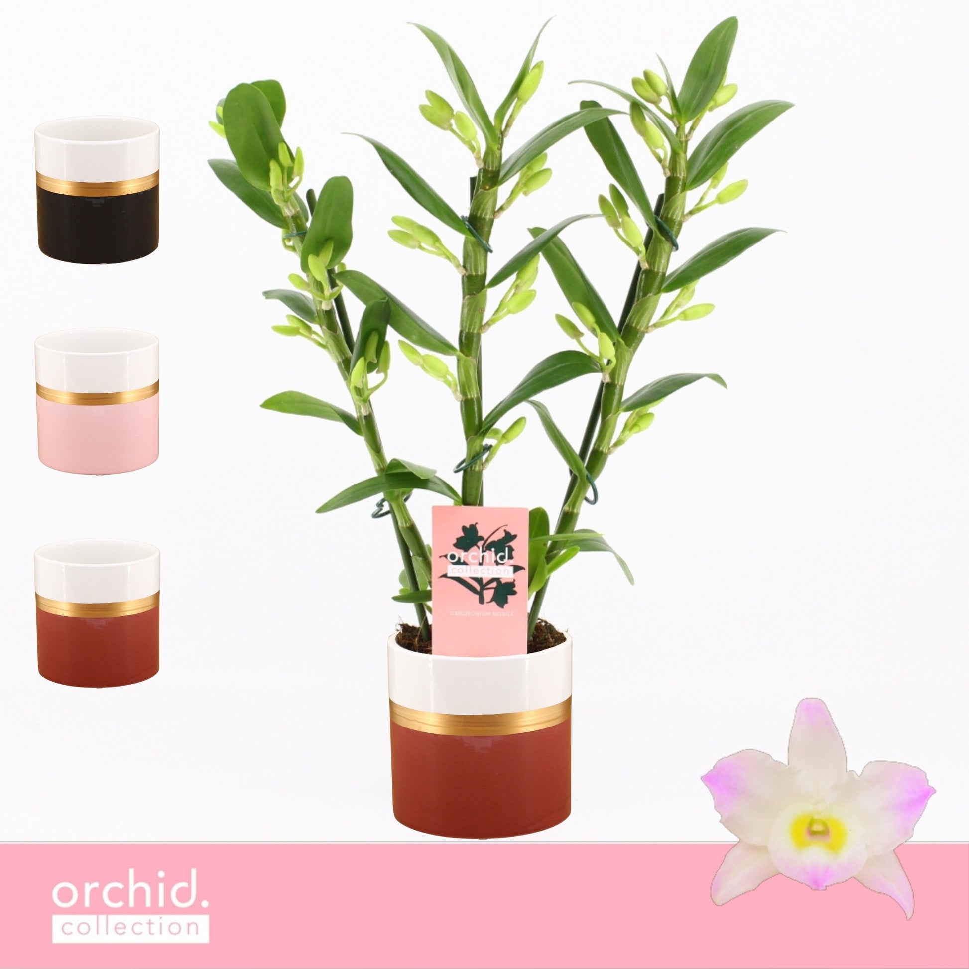 Dendrobium Kumiko 40cm 12cm Pot