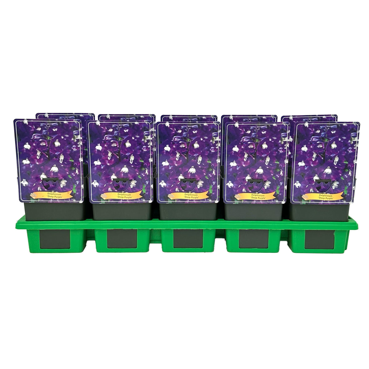Delphinium Aurora Deep Purple 25cm 11cm Pot