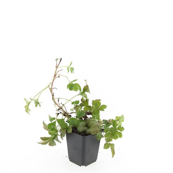Waldsteinia ternata 15cm 9cm Pot