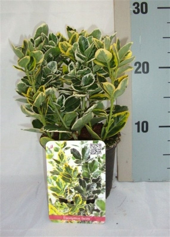Roessel Tuinpl. VOF, B. v. Euonymus japonicus mix Pack of 8
