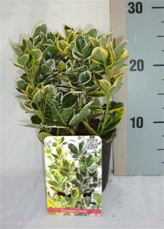 Euonymus japonicus mix 25cm 13cm Pot