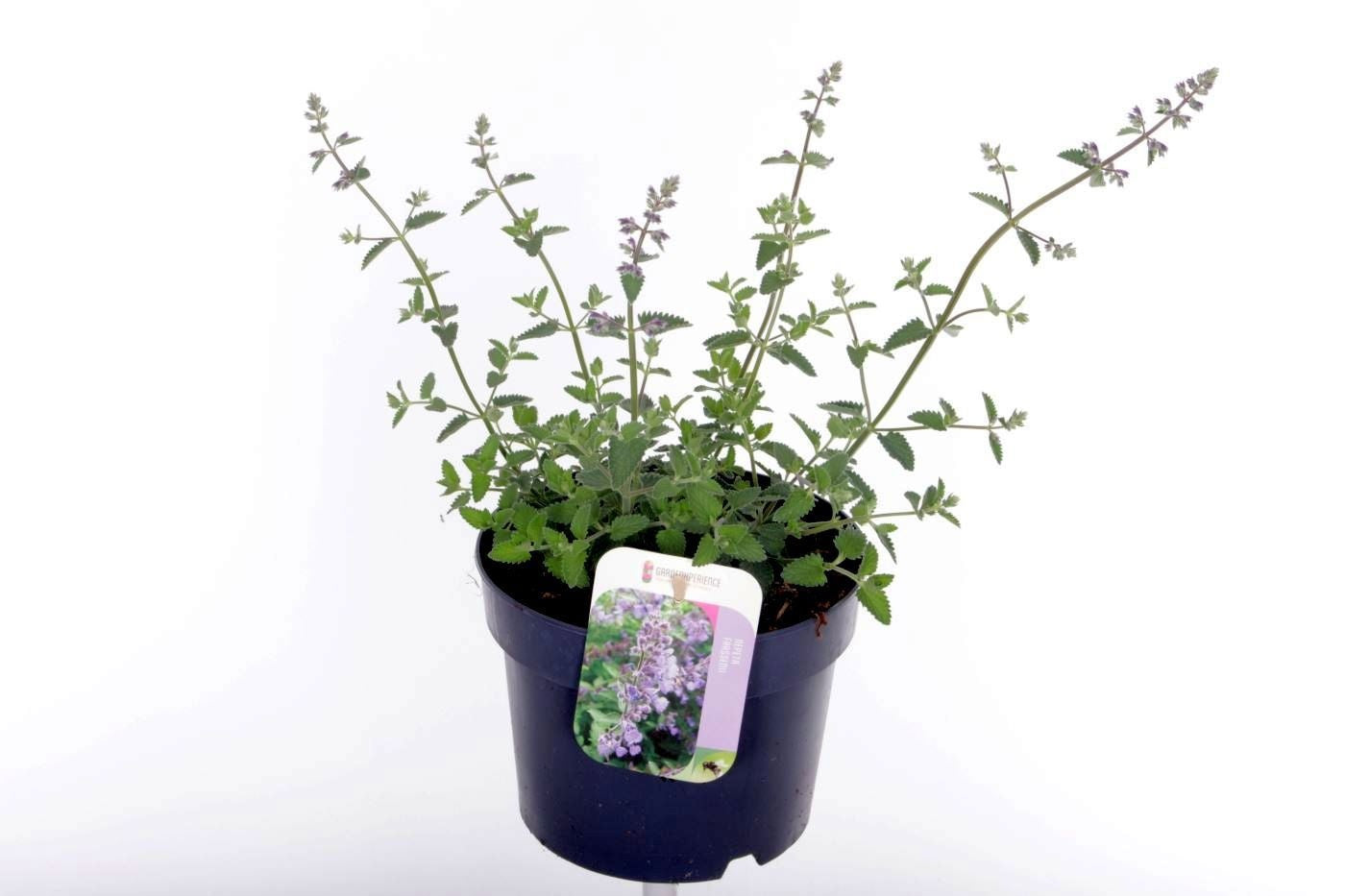 Nepeta faa. Walker's Low 35cm 17cm Pot