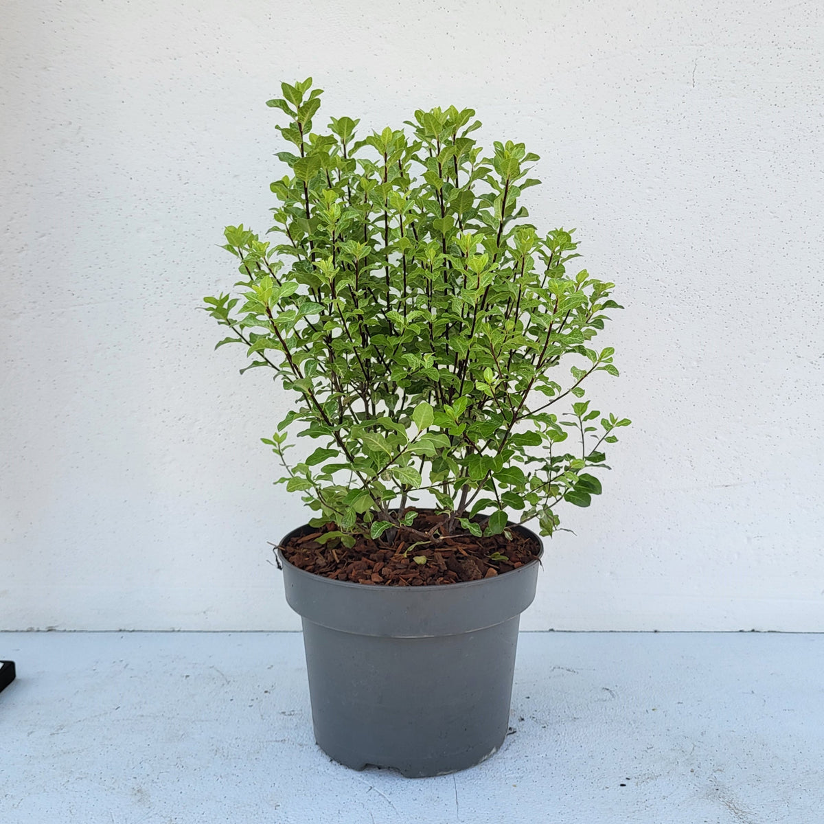 Pittosporum tenuifolium 55cm 23cm Pot