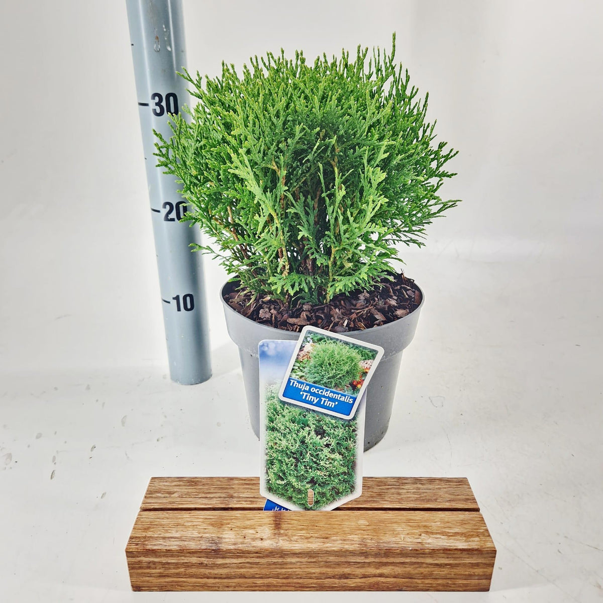 Thuja occidentalis Tiny Tim 30cm 19cm Pot