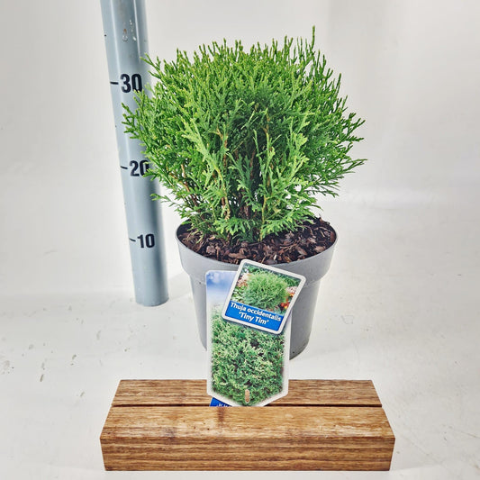 Thuja occidentalis Tiny Tim 30cm 19cm Pot