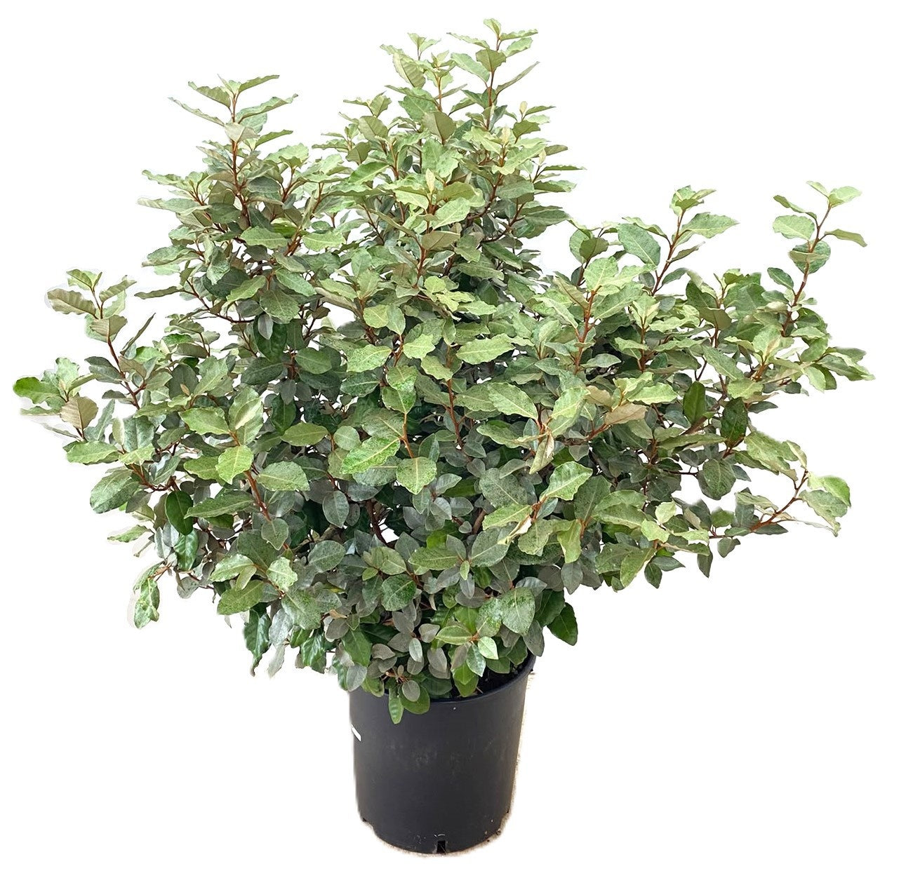 Elaeagnus ebbingei 115cm 30cm Pot