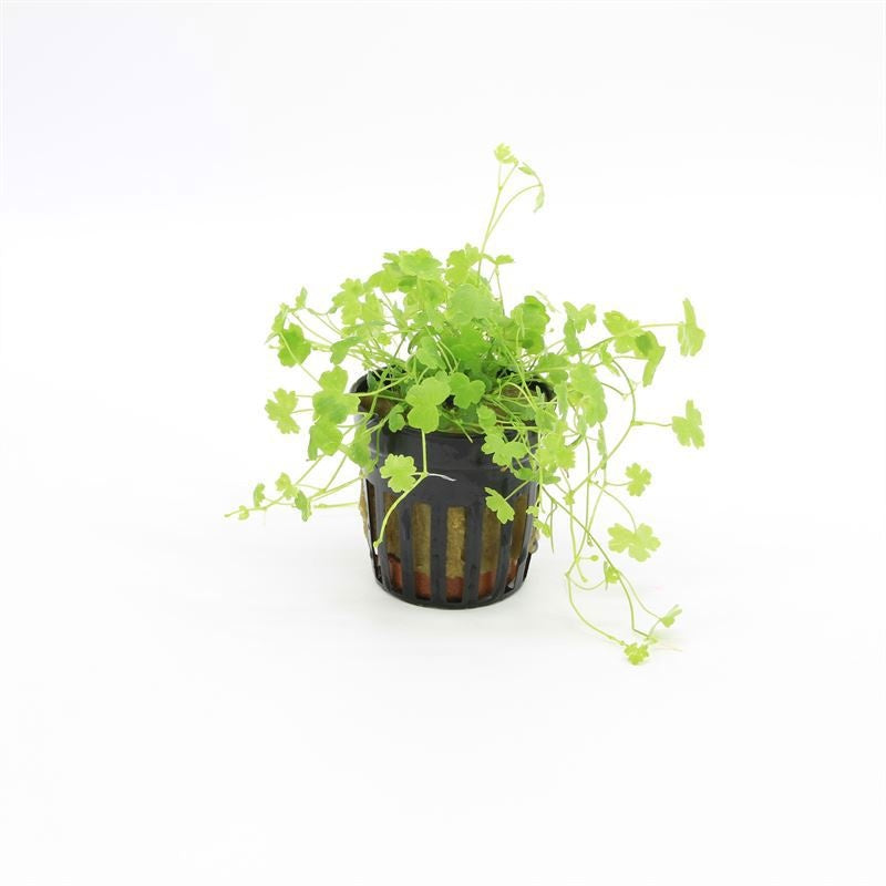 Hydrocotyle leucocephala 10cm 5cm Pot