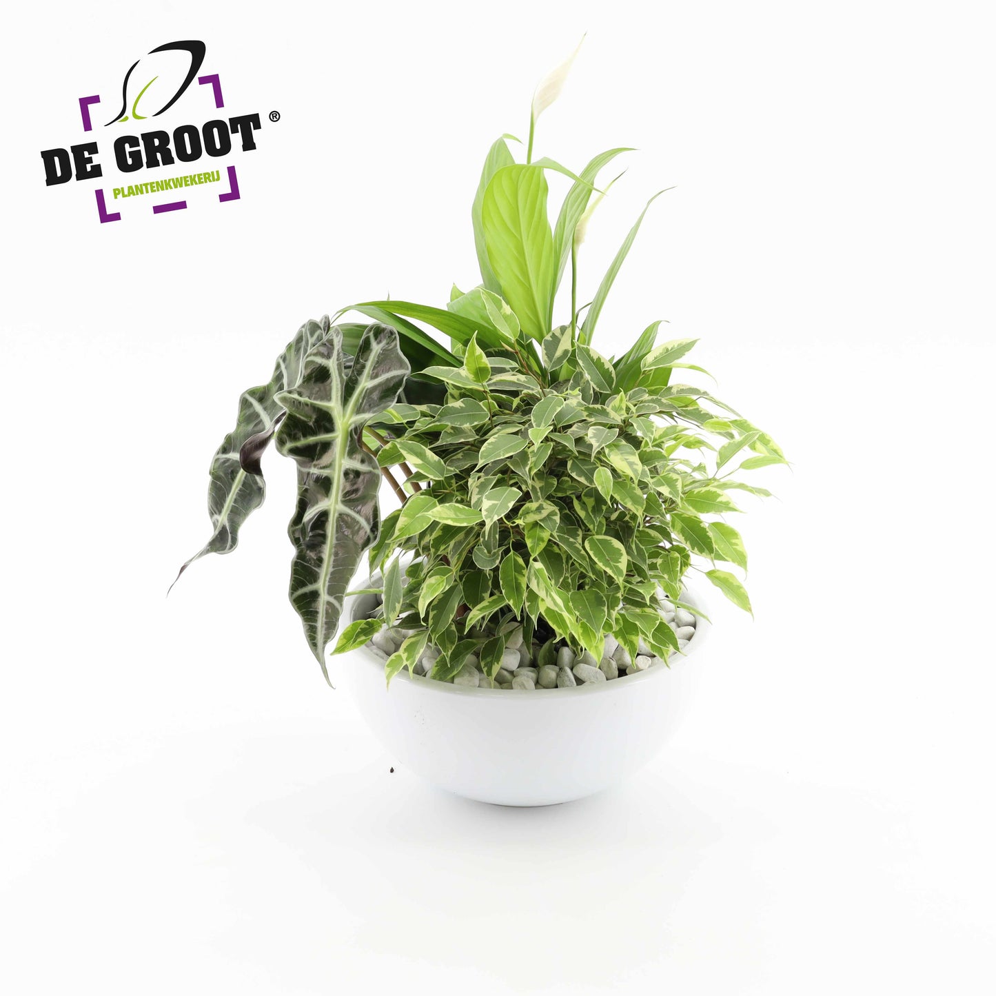 Groot BV, Kwekery J. de arr. Spathiphyllum schaal Pack of 2