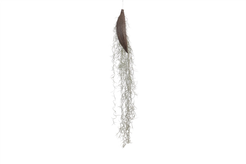 Tillandsia usneoides