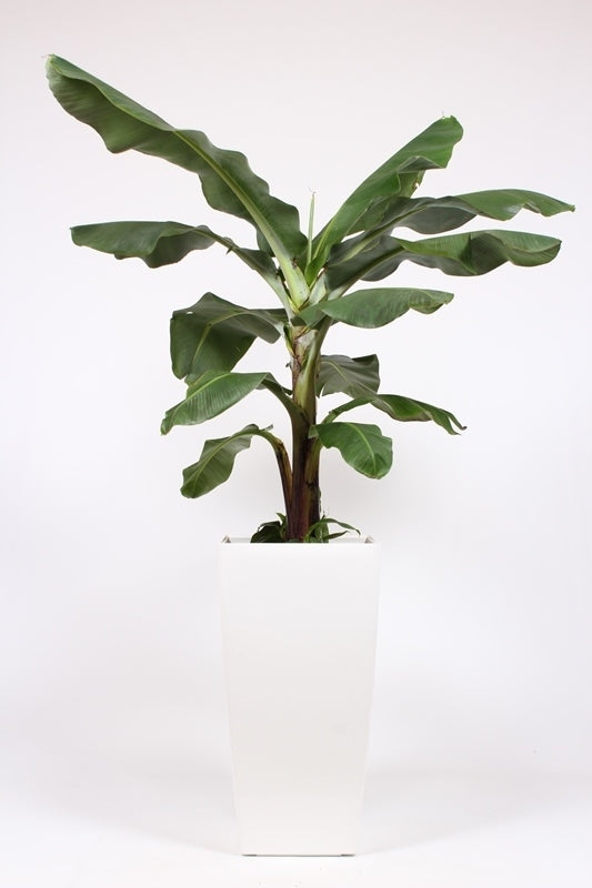Musa Dwarf Cavendish 200cm 40cm Pot