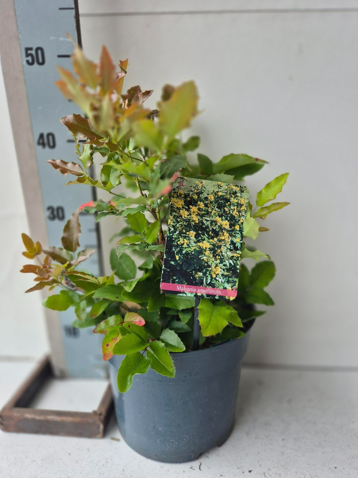Mahonia aquifolium 50cm 23cm Pot
