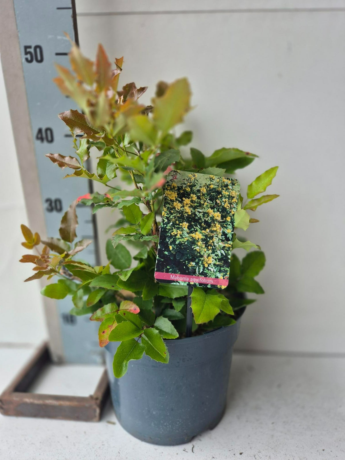 Mahonia aquifolium 50cm 23cm Pot