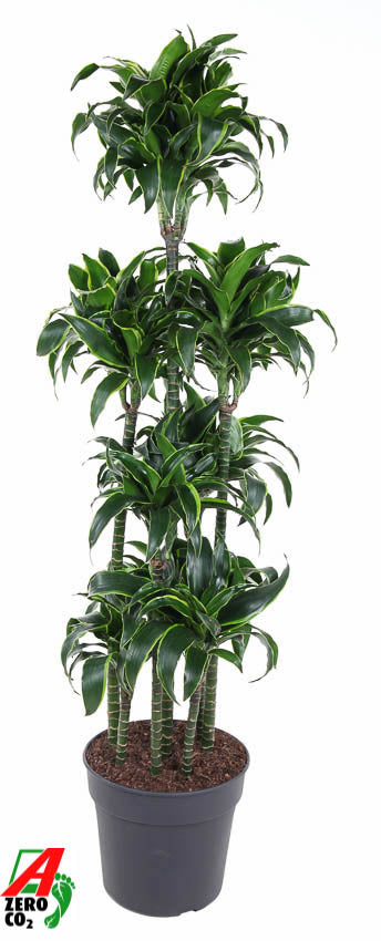 Dracaena fragrans Dorado caroussel 170cm 34cm Pot