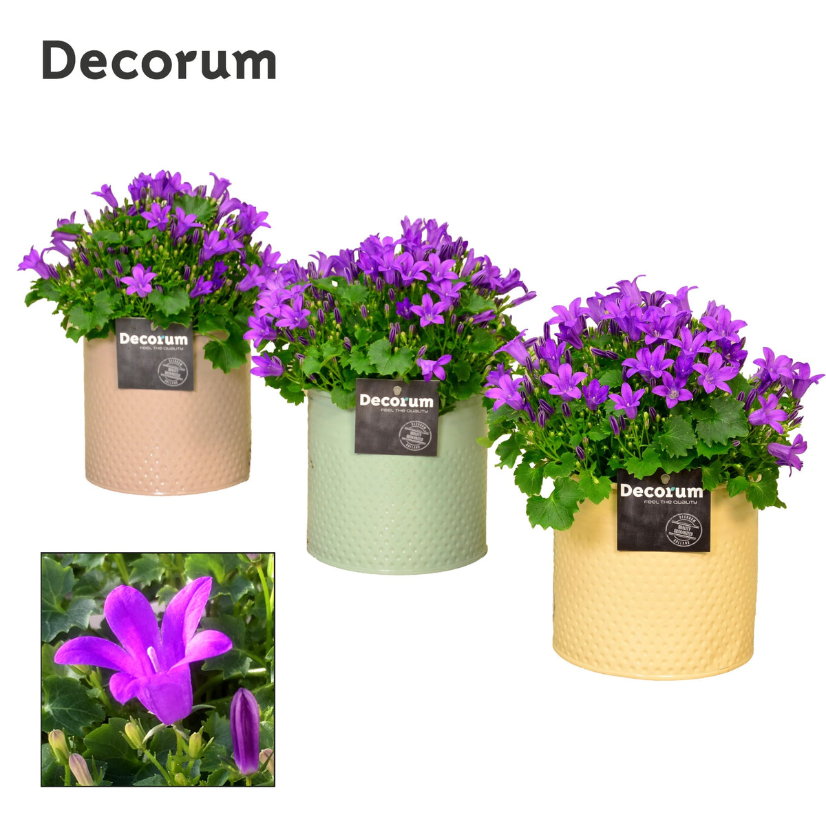 Campanula Porto 17cm 14cm Pot