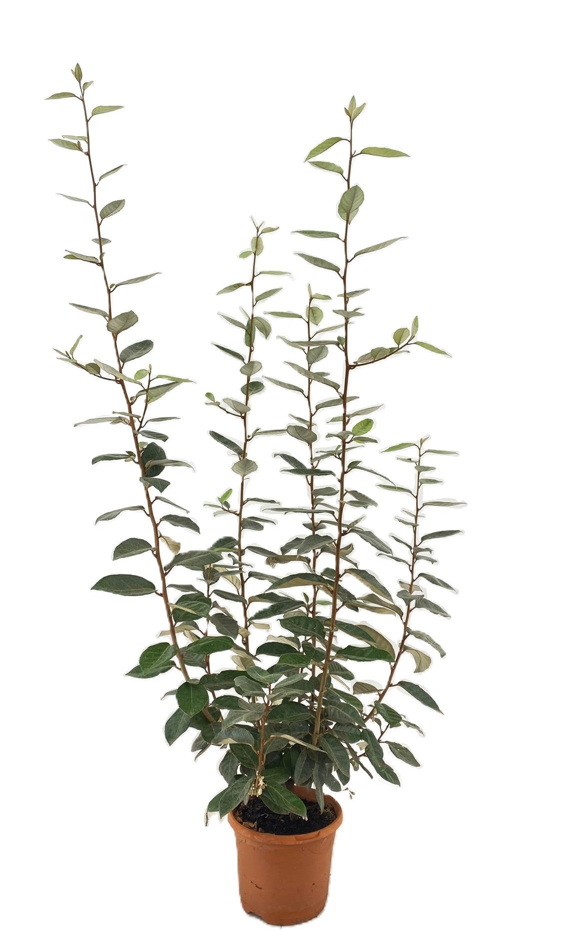 Elaeagnus ebbingei 125cm 19cm Pot