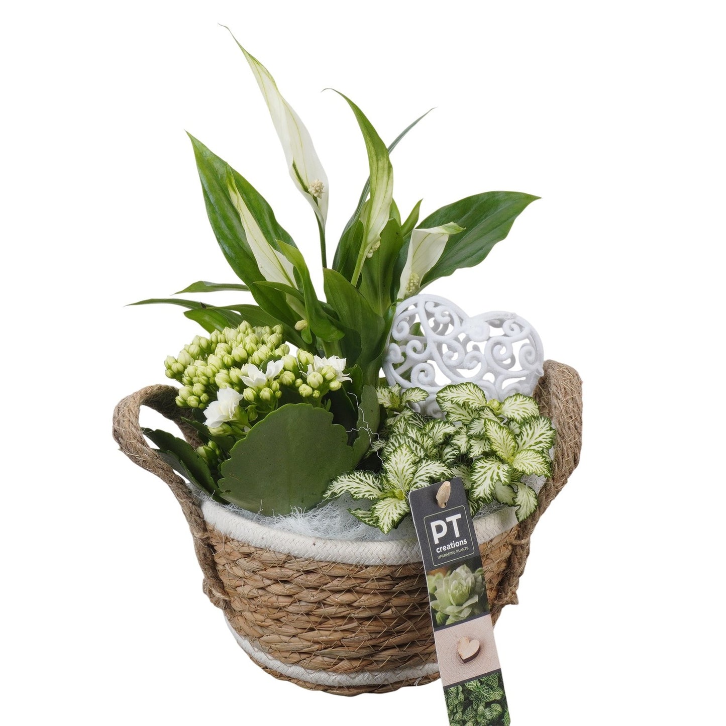 Indoor arrangement 28cm 15cm Pot