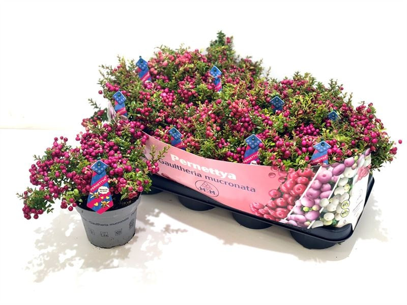 Gaultheria mucr. male 25cm 14cm Pot