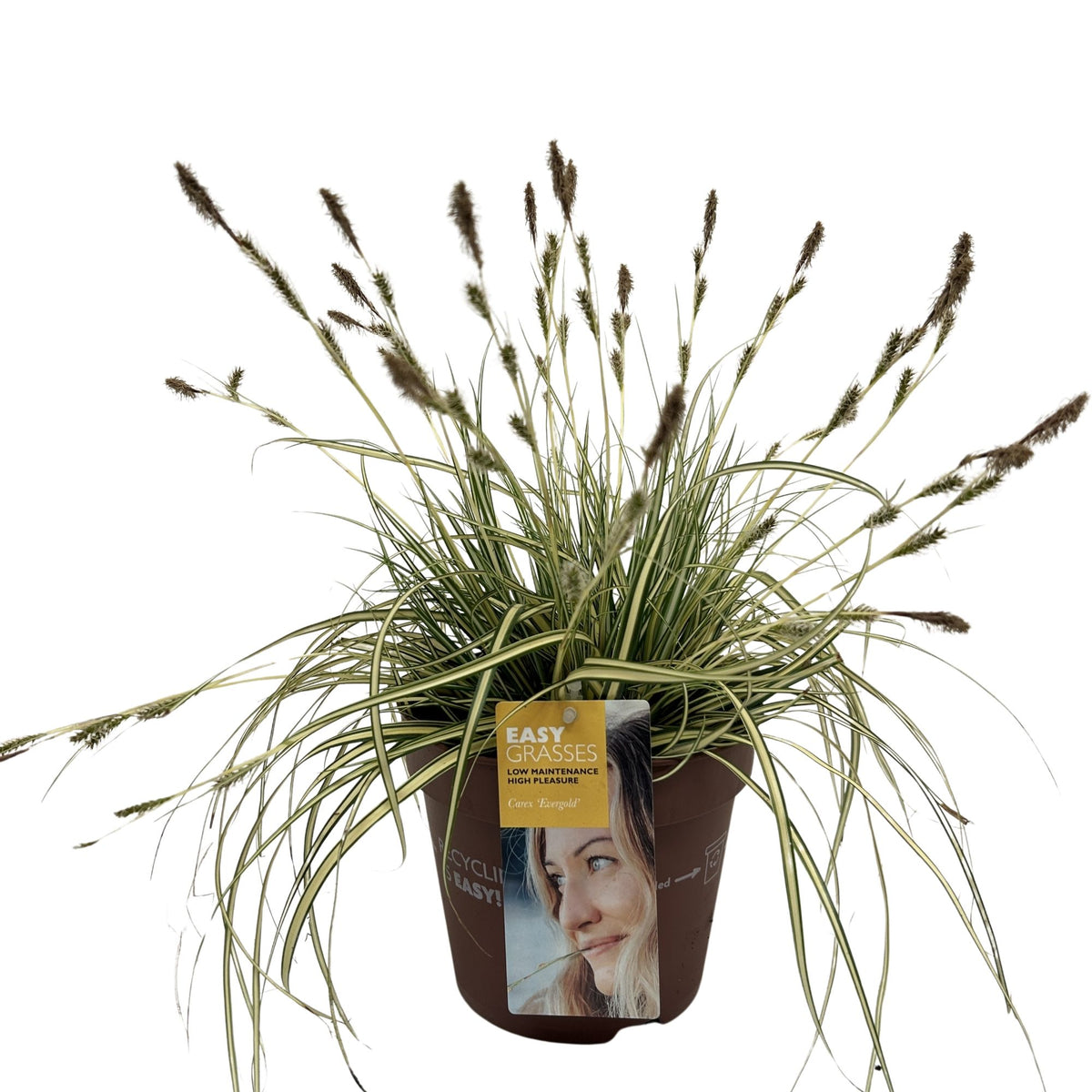 Carex hach. Evergold 35cm 17cm Pot