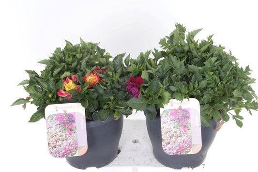 Dahlia mix 35cm 23cm Pot