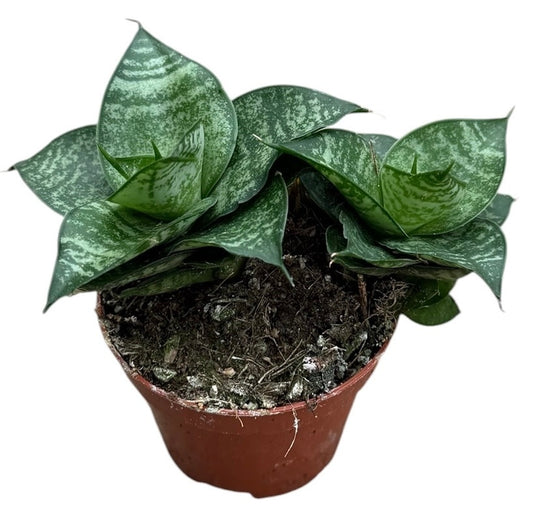 Sansevieria 5cm 6cm Pot