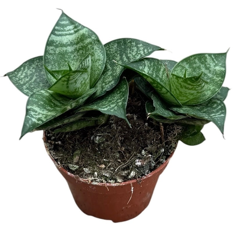Sansevieria 5cm 6cm Pot