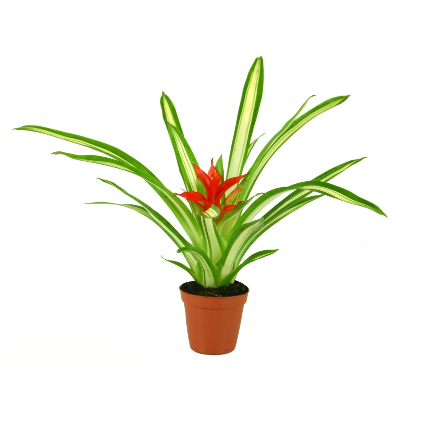 Rip Bromini BV Guzmania Ice Cream Pack of 20