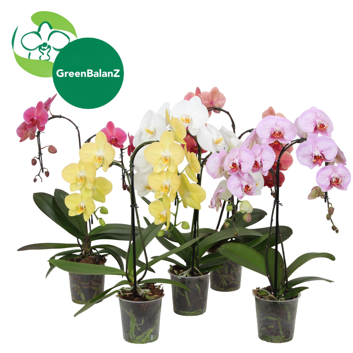 Phalaenopsis GreenbalanZ PalmZ 50cm 12cm Pot