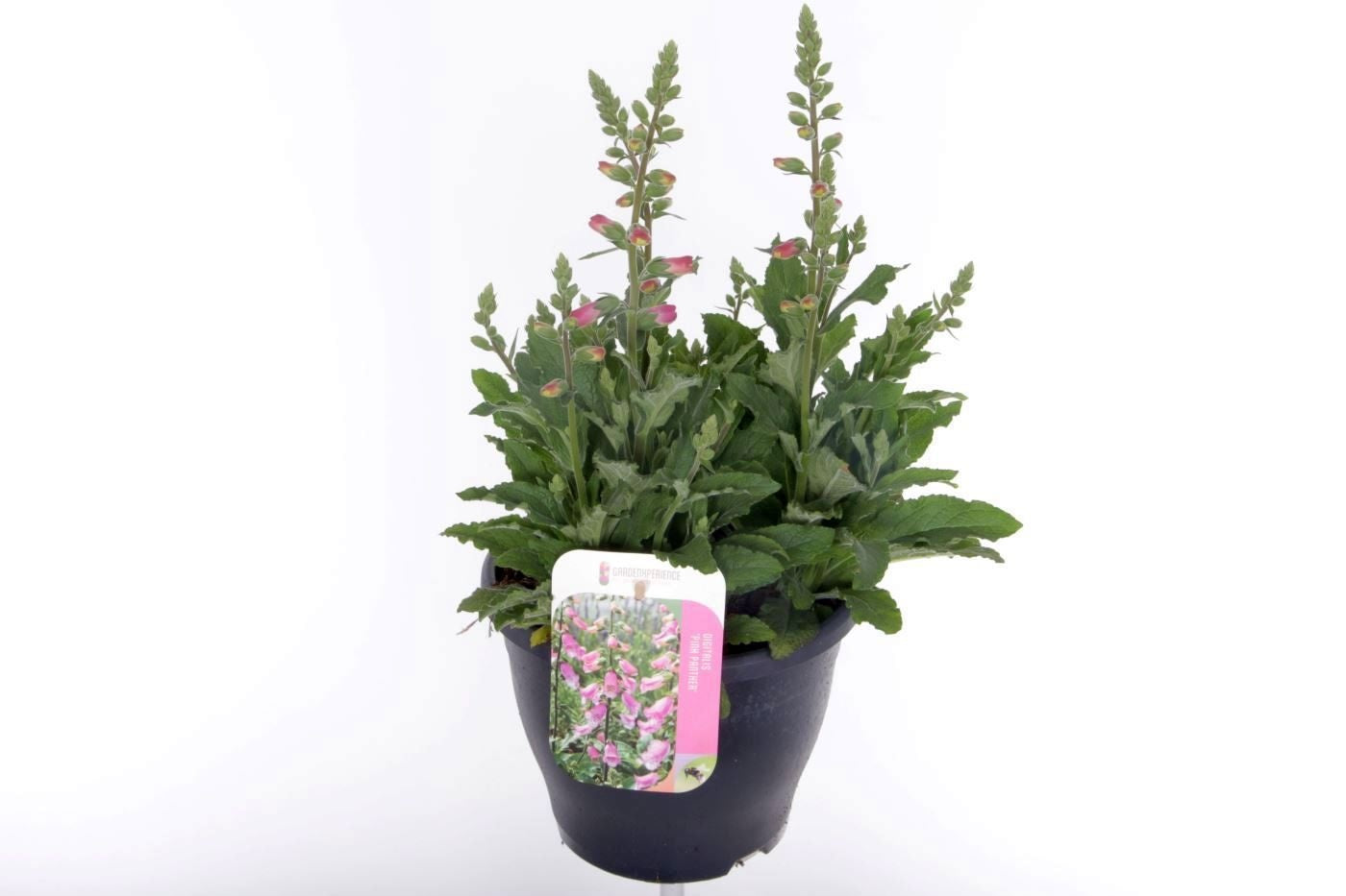 Digitalis pur. Hanabee Rose 50cm 23cm Pot