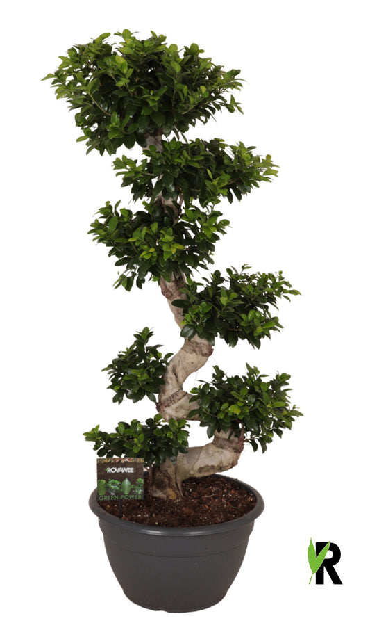 Ficus Ginseng 160cm 45cm Pot