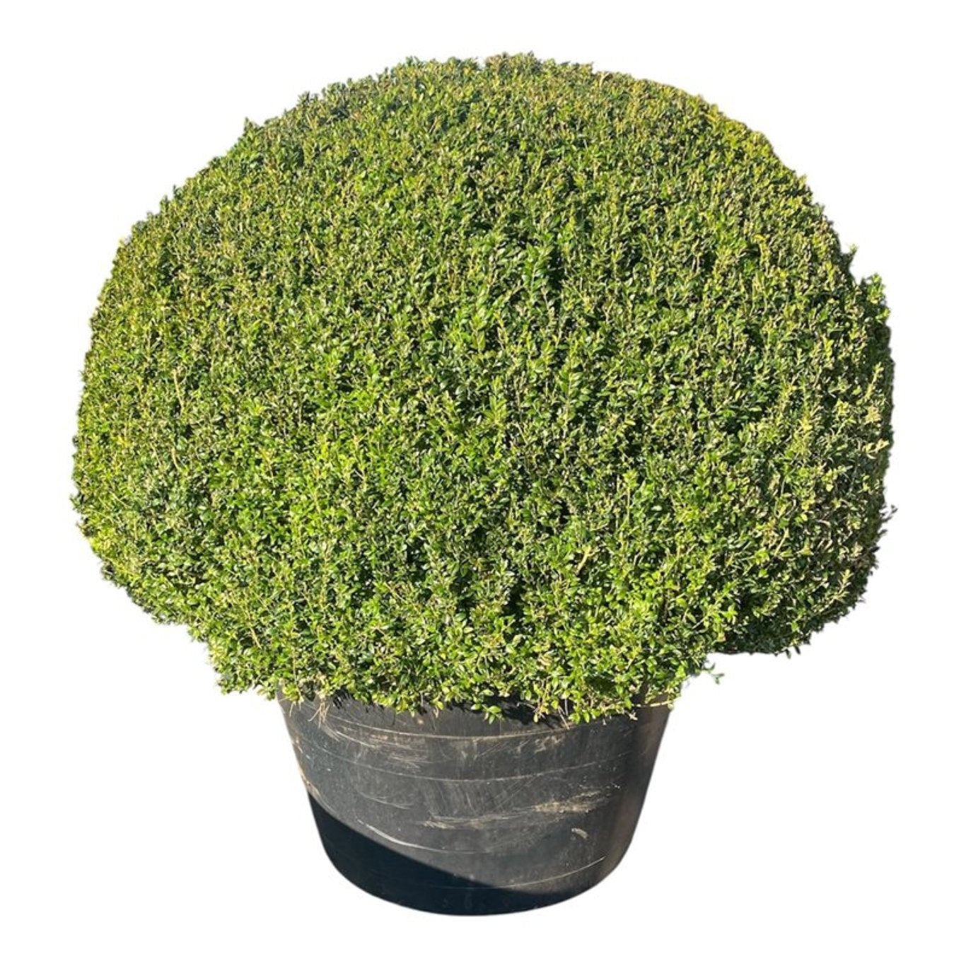 Buxus sempervirens ball 175cm 120cm Pot