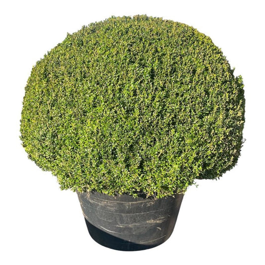 Buxus sempervirens ball 175cm 120cm Pot