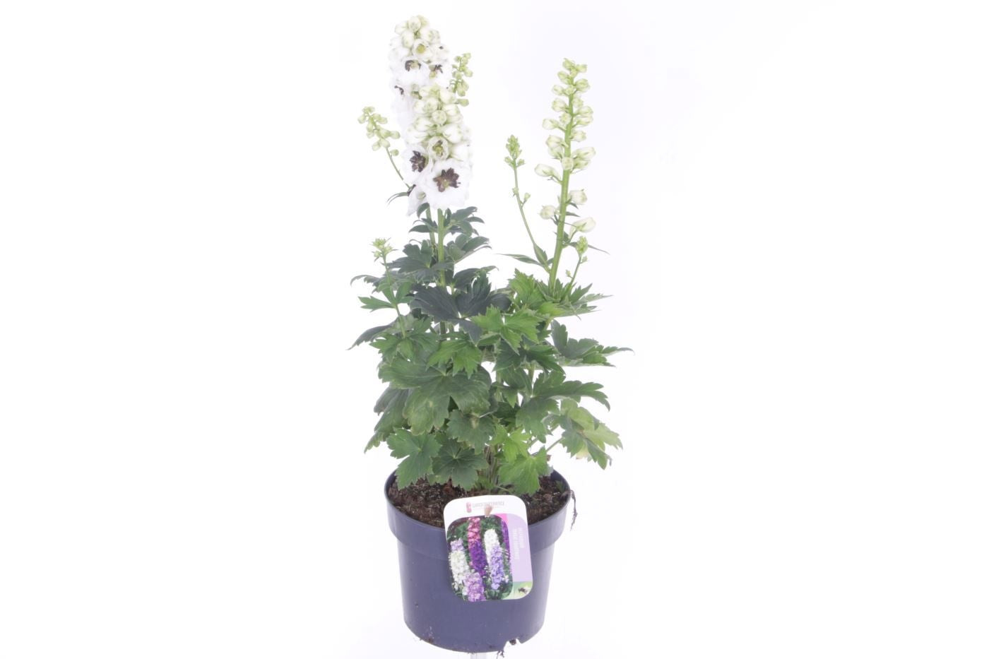 Delphinium Magic Fountains mix 55cm 17cm Pot