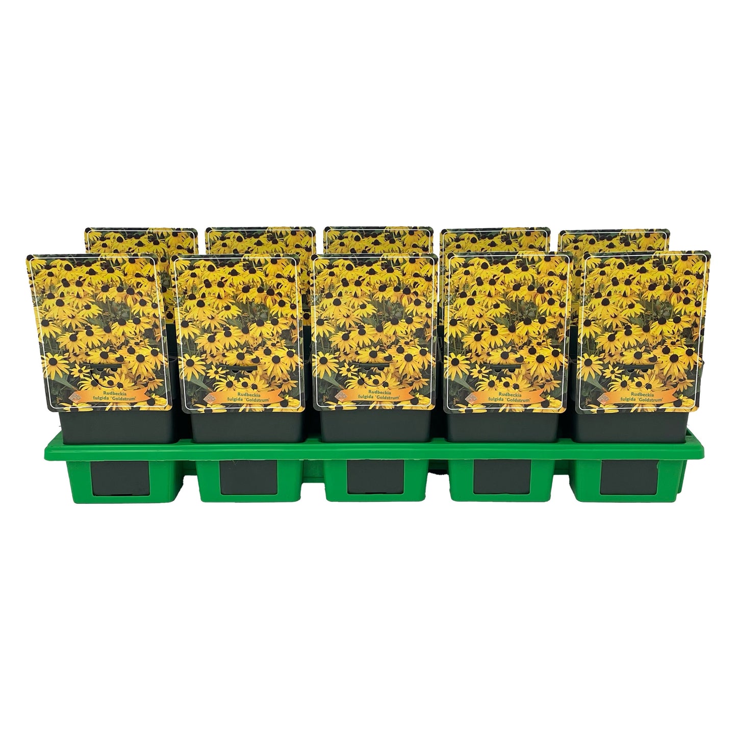 Gebr. Griffioen Rudbeckia fulgida Goldsturm Pack of 10