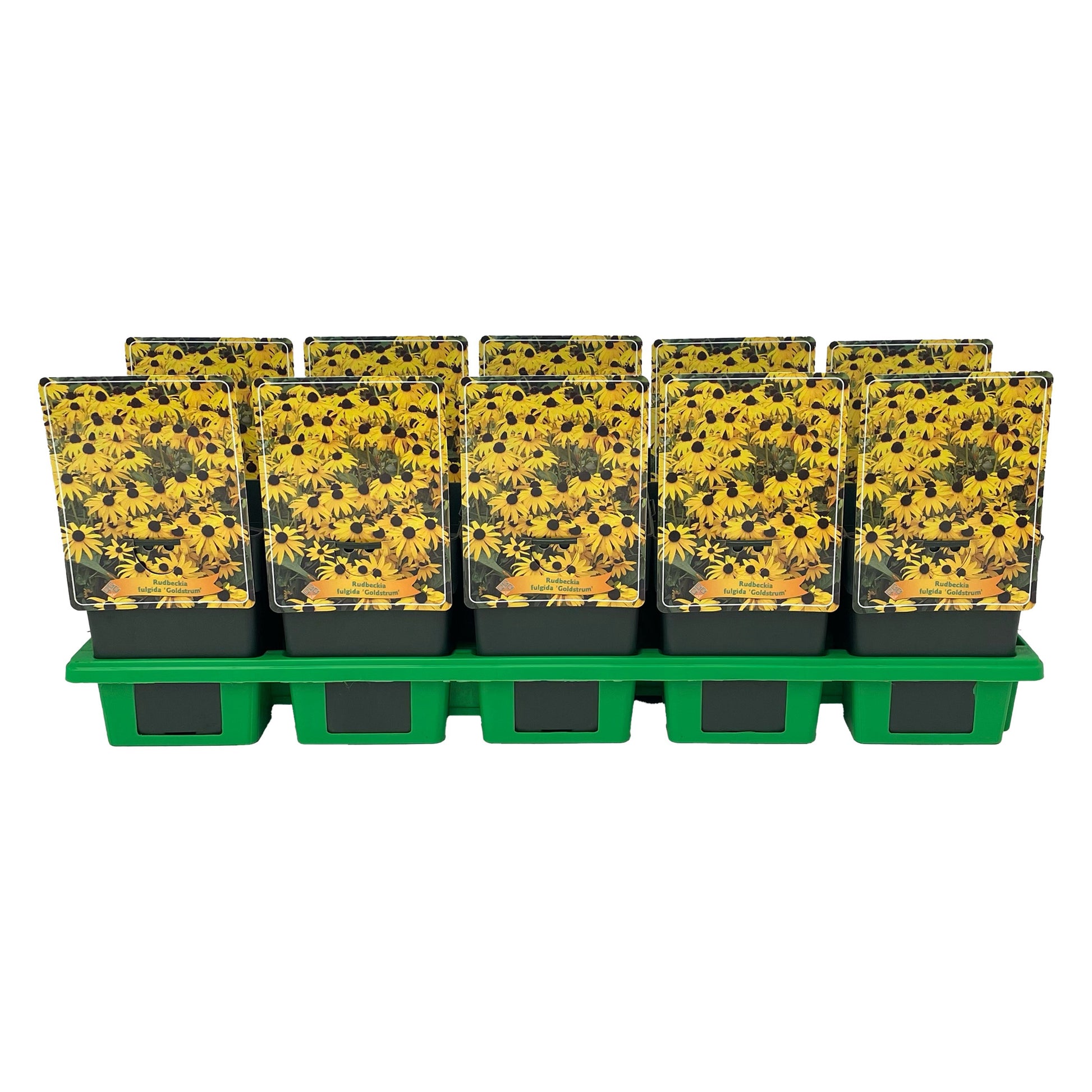 Gebr. Griffioen Rudbeckia fulgida Goldsturm Pack of 10