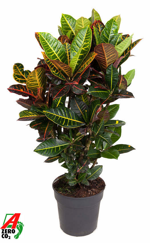Codiaeum Petra  branched 110cm 27cm Pot