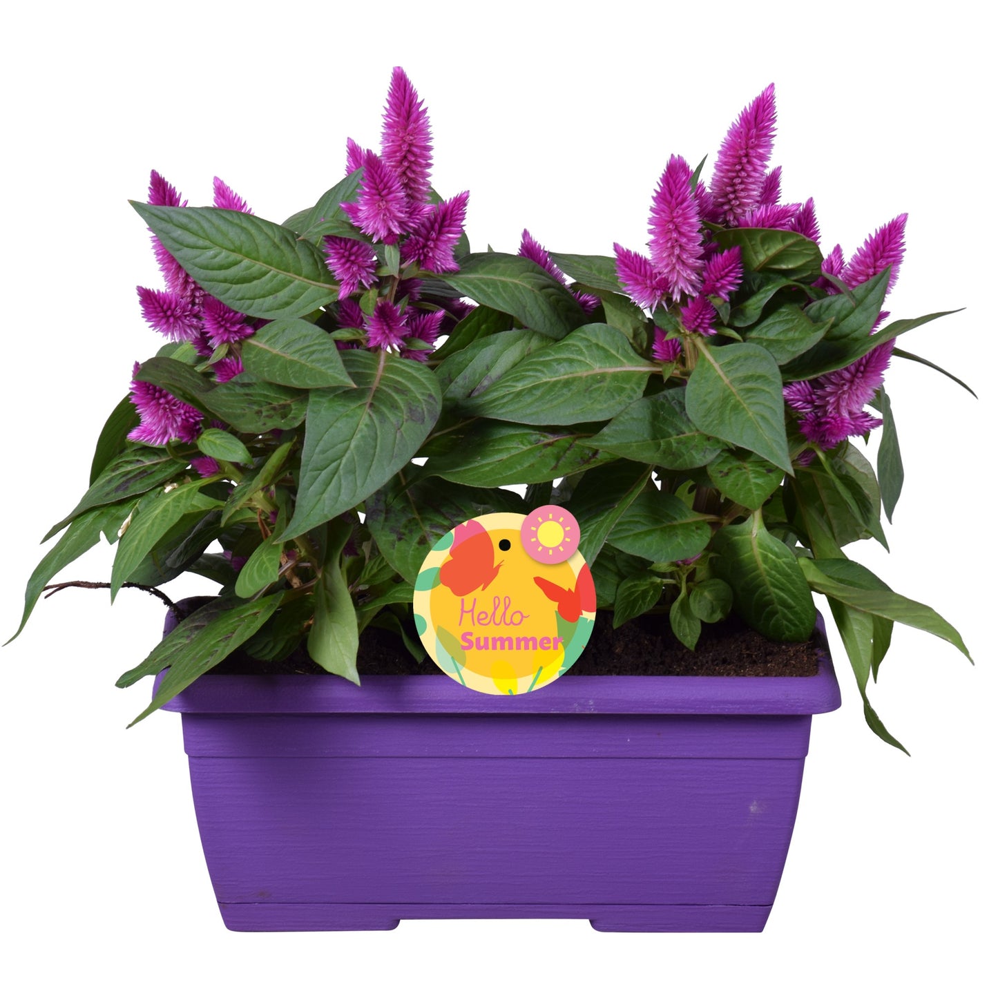 Celosia argentea Intenz+ 32cm 25cm Pot