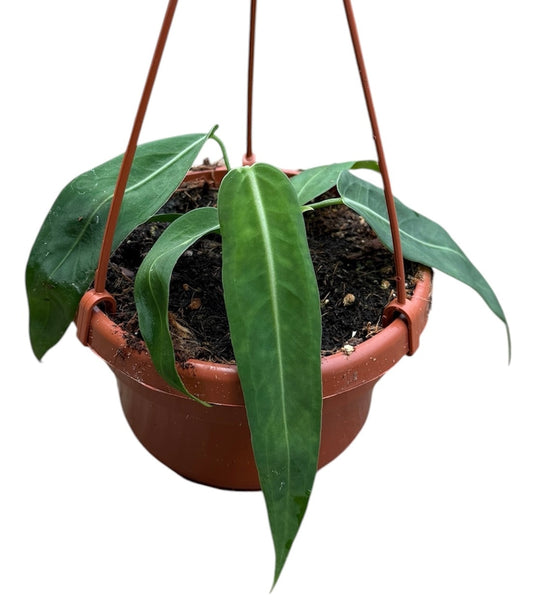 Anthurium pallidiflorum 15cm 14cm Pot