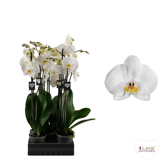 Phalaenopsis Cambridge 65cm 12cm Pot