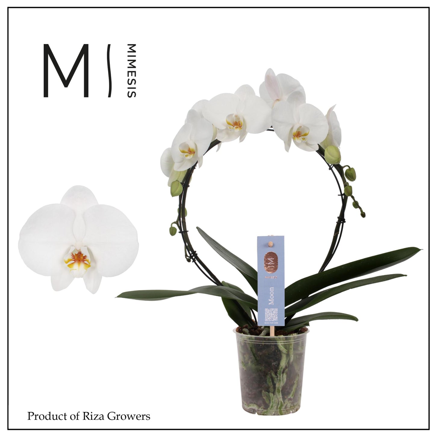 Riza Ter Laak Orchios Phalaenopsis white hoop Pack of 4