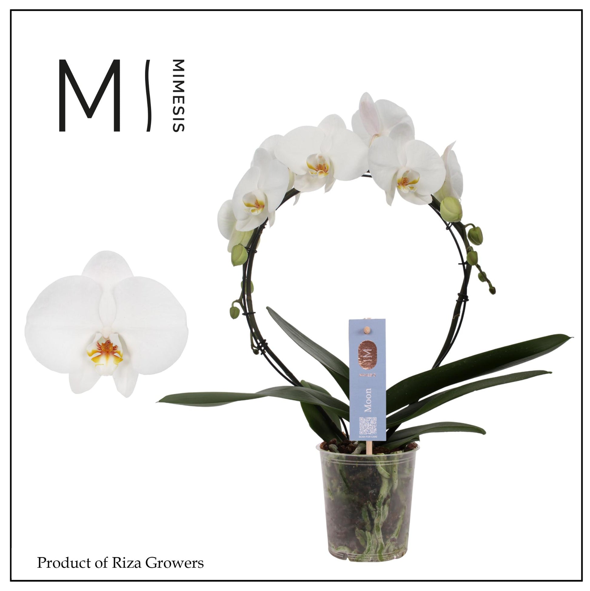 Riza Ter Laak Orchios Phalaenopsis white hoop Pack of 4