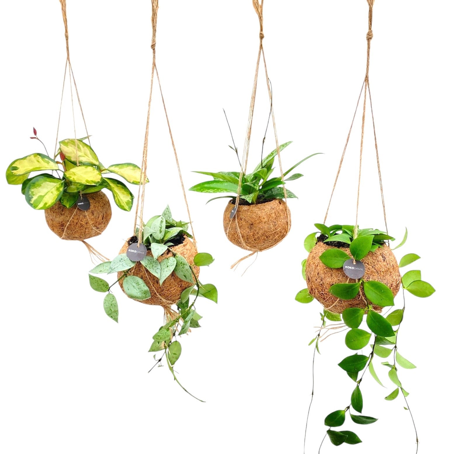 Kokoplant BV Hoya wayetii Pack of 8